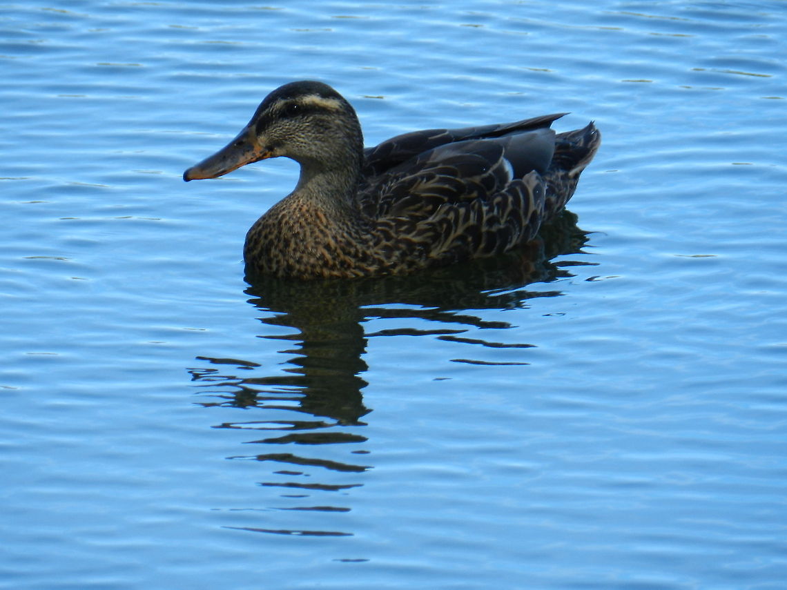 Female Mallard  Anas fulvigula,Anas platyrhynchos,Geotagged,Mallard,Mottled duck,United States