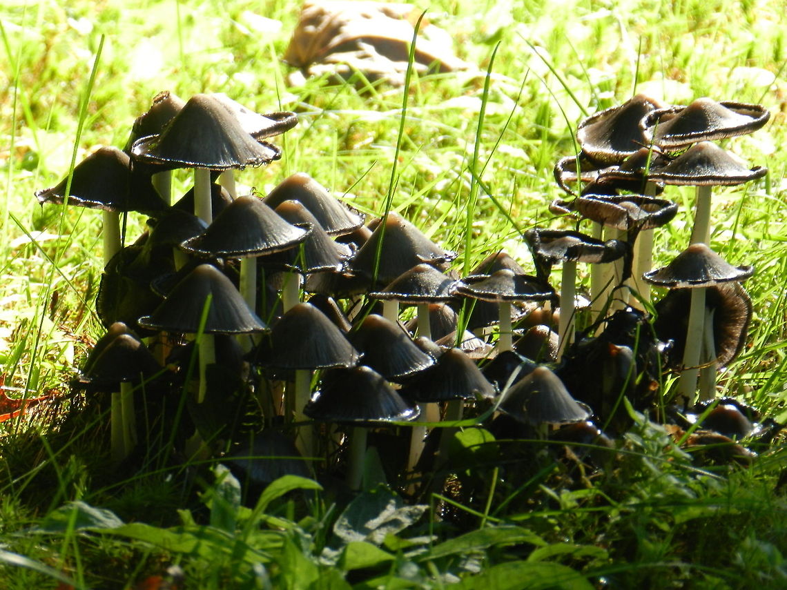 Wild mushrooms  Geotagged,United States