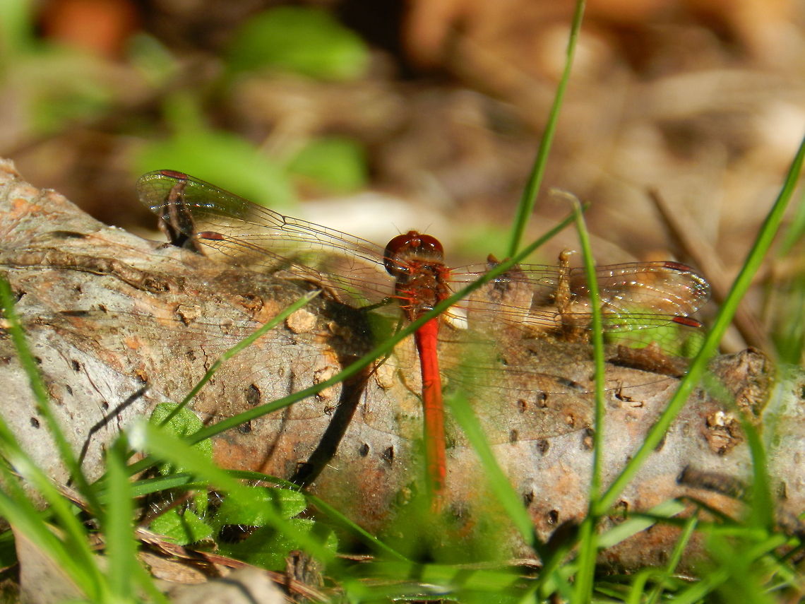 Dragon (The Yellow-legged Meadowhawk)  Geotagged,Sympetrum vicinum,United States,Yellow-legged Meadowhawk
