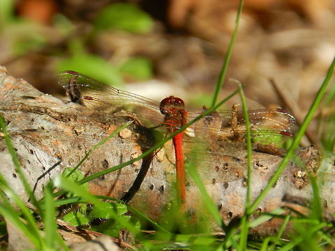 Dragon (The Yellow-legged Meadowhawk)  Geotagged,Sympetrum vicinum,United States,Yellow-legged Meadowhawk