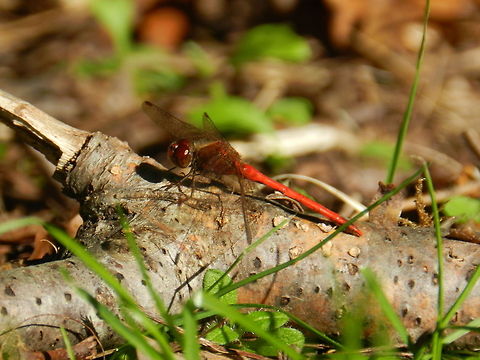 Red dragon (The Yellow-legged Meadowhawk)  Geotagged,Sympetrum vicinum,United States,Yellow-legged Meadowhawk
