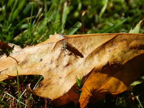 A fly on an oak leave  Geotagged,United States