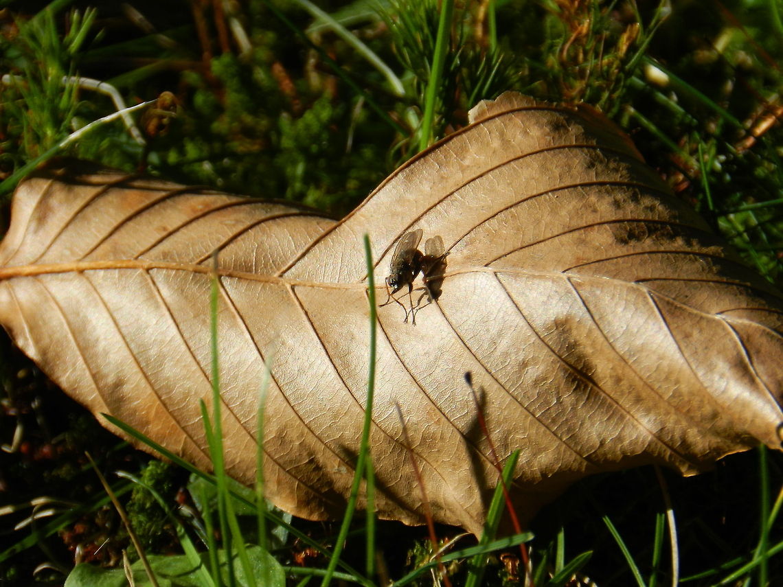 A Fly  Geotagged,United States