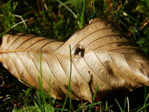 A Fly  Geotagged,United States