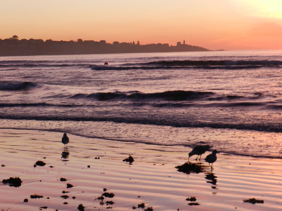 Seagulls Sunset Atlantic Ocean Geotagged,United States