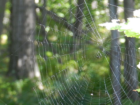 Spider web  Geotagged,United States