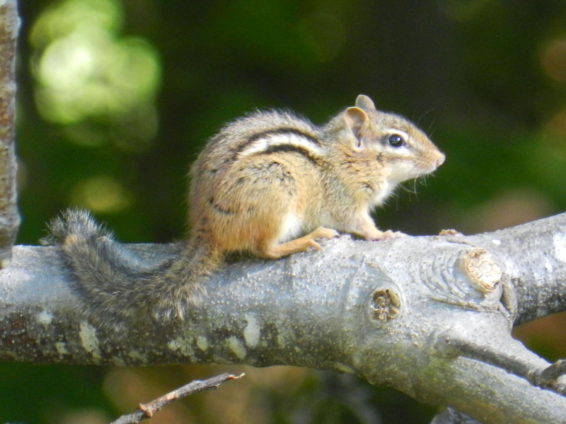 Woodland critter  Eastern chipmunk,Geotagged,Tamias striatus,United States