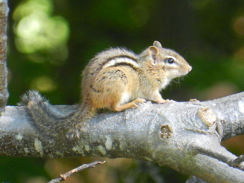 Woodland critter  Eastern chipmunk,Geotagged,Tamias striatus,United States