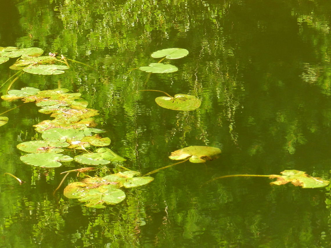 Lily pad (The Nuphar lutea)  Geotagged,United States