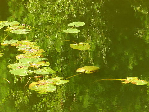 Lily pad (The Nuphar lutea)  Geotagged,United States
