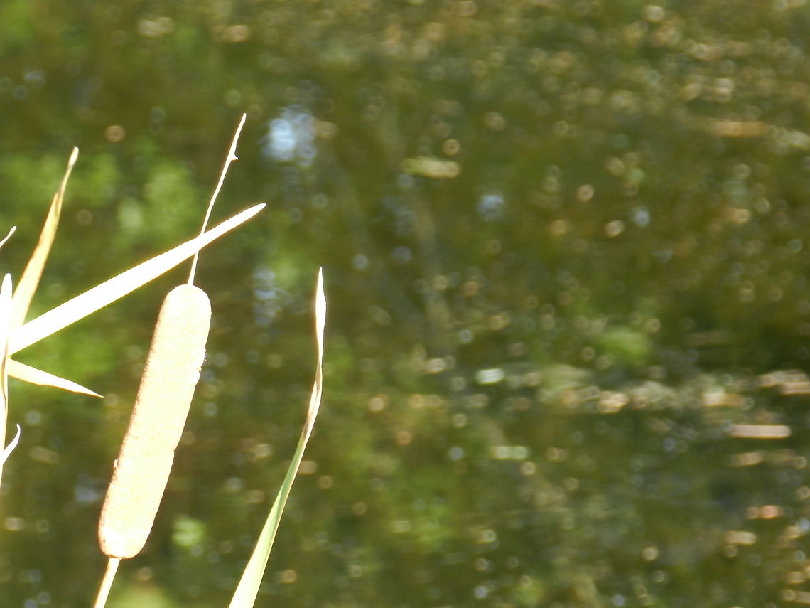 Cattail  Broadleaf cattail,Geotagged,Narrowleaf cattail,Typha angustifolia,Typha latifolia,United States