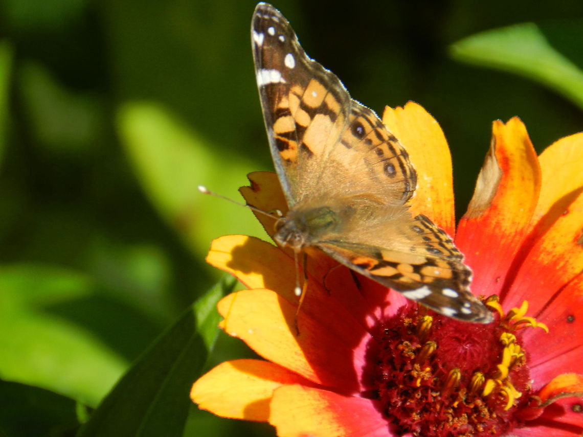 American Painted Lady  American Painted Lady,Geotagged,United States,Vanessa virginiensis