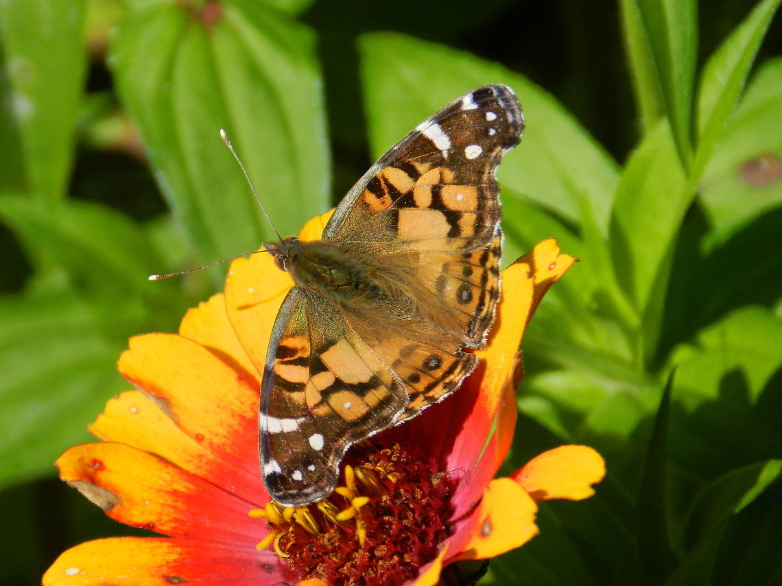 Spread your wings (American painted lady)  American Painted Lady,Geotagged,United States,Vanessa virginiensis