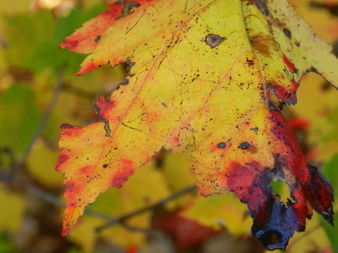 Change  Acer saccharum,Geotagged,Sugar Maple,United States