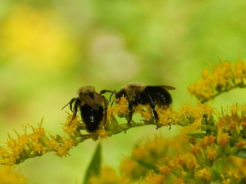 Cooperation  Fall,Geotagged,United States