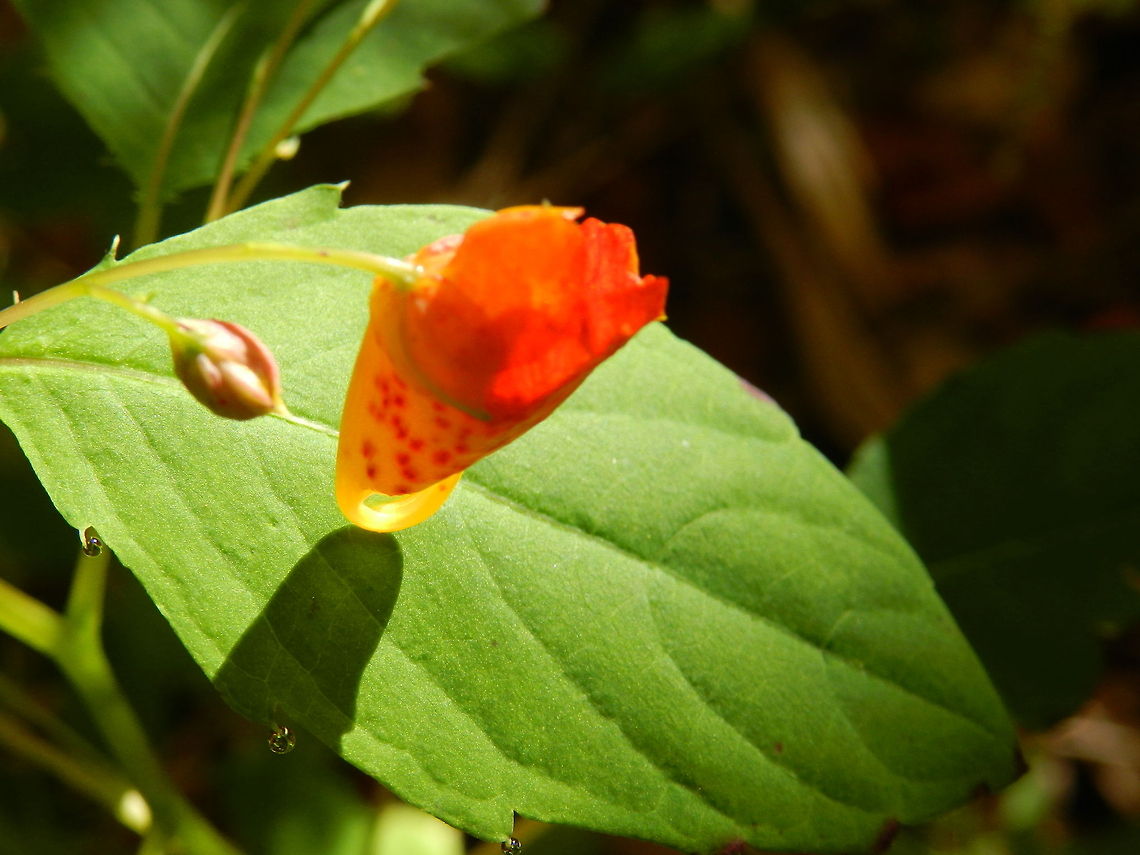 Jewel weed  Flora,United States of America,jewel weed