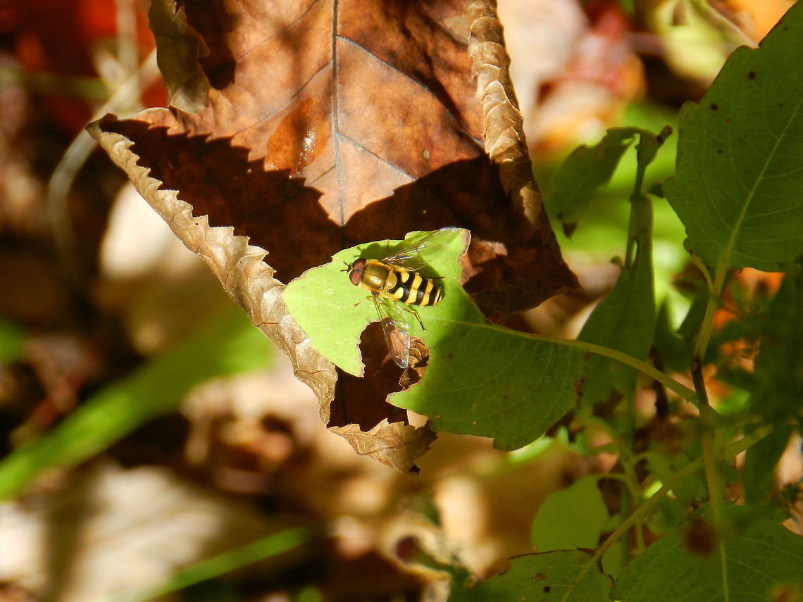 American Hoover  American hoverfly,Eupeodes americanus,Geotagged,United States