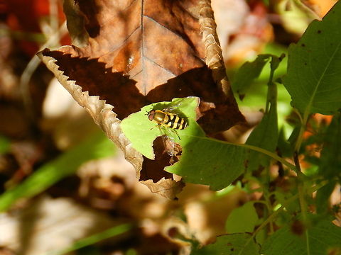 American Hoover  American hoverfly,Eupeodes americanus,Geotagged,United States