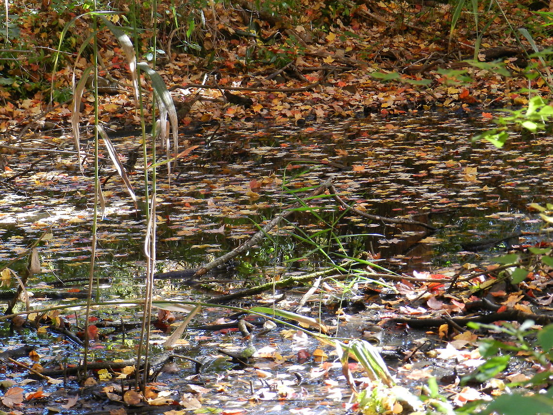 Autumn scene  Geotagged,United States