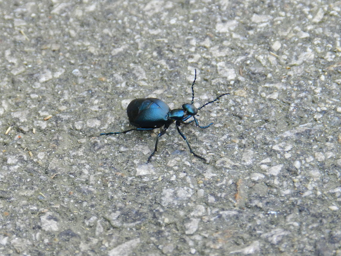 Taking a stroll (Oil Beetle)  Beetle,Geotagged,Meloe americanus,Meloe proscarabaeus,United States