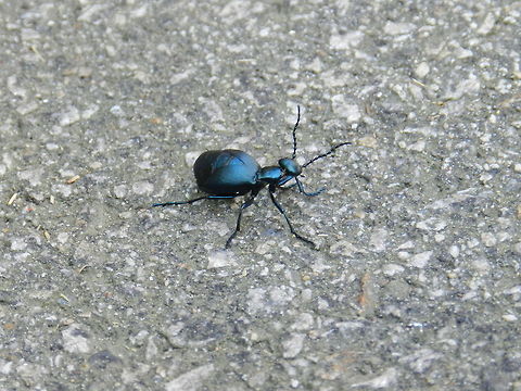 Taking a stroll (Oil Beetle)  Beetle,Geotagged,Meloe americanus,Meloe proscarabaeus,United States