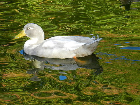 Nice Grey color duck  Geotagged,United States
