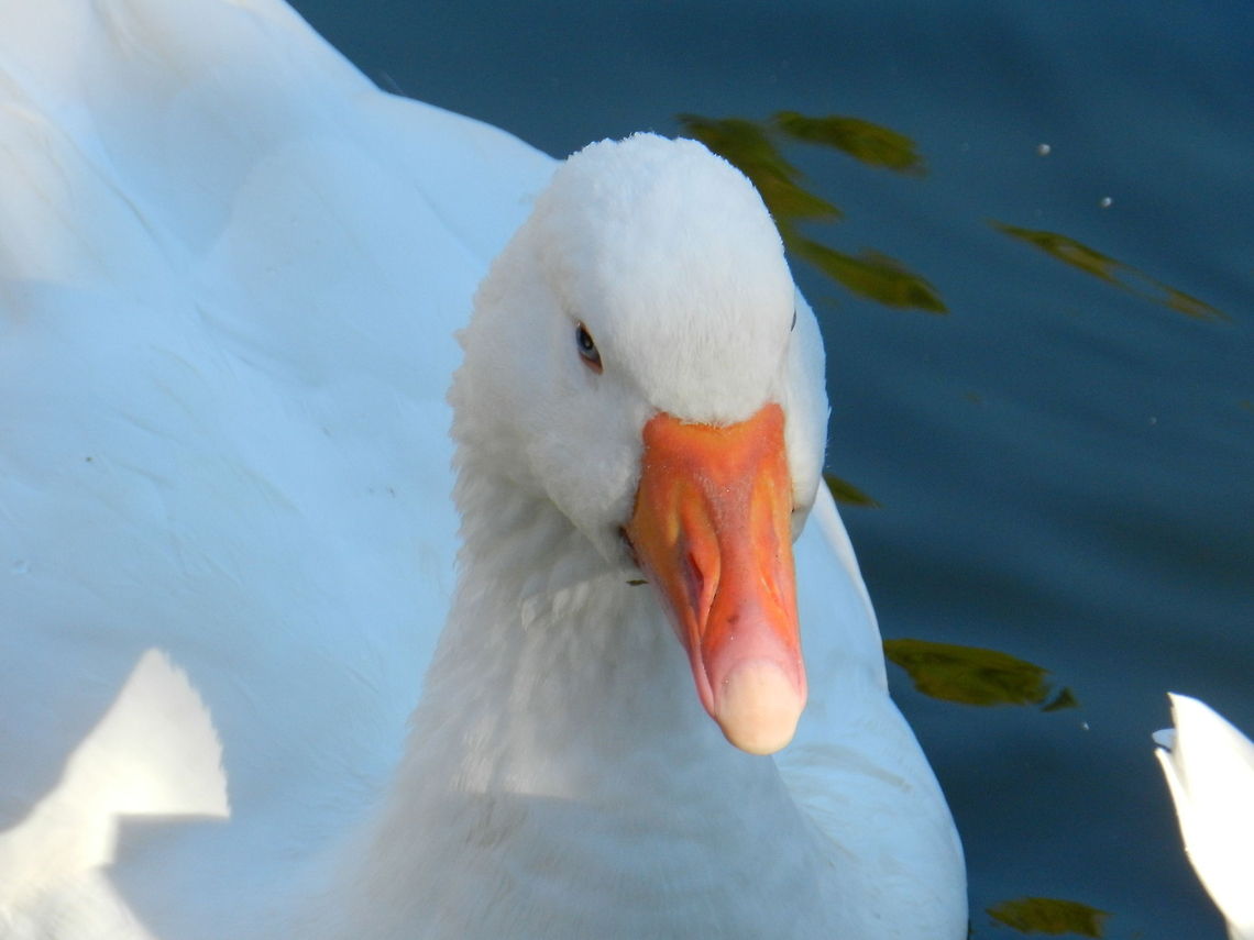 Smile for the camera Snow goose Chen caerulescens,Geotagged,Snow goose,United States