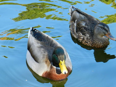 Just a couple of mallards One of the more common ducks but also one my favorites. Anas platyrhynchos,Geotagged,Mallard,United States