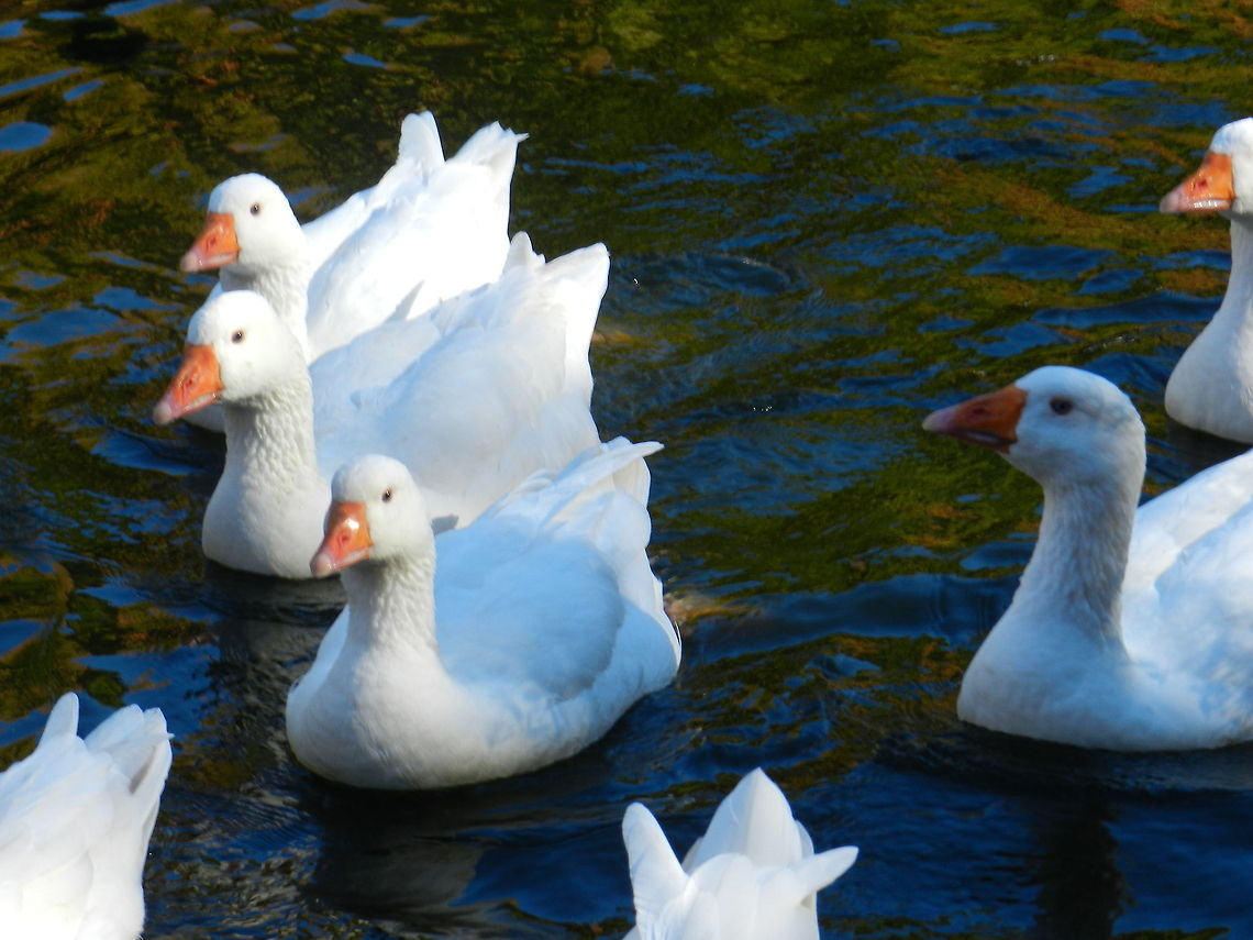 A Gaggle of snow goose  Chen caerulescens,Geotagged,Snow goose,United States
