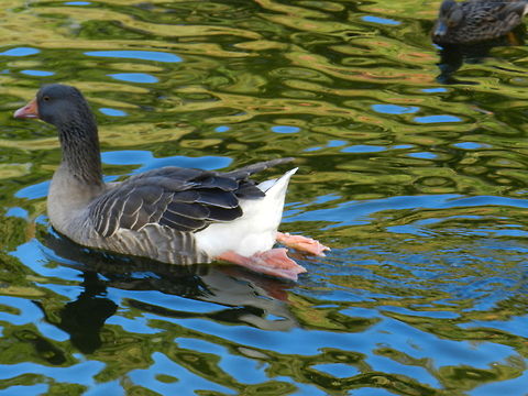 A quick getaway  Anser albifrons,Geotagged,Greater White-fronted Goose,United States
