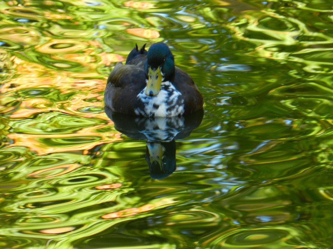 Lost & Found Interesting color variation   Anas platyrhynchos,Geotagged,Mallard,United States