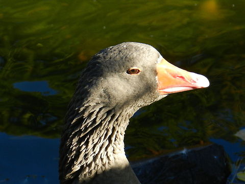 Not enough sleep  Anser albifrons,Branta canadensis,Canada goose,Geotagged,Greater White-fronted Goose,United States