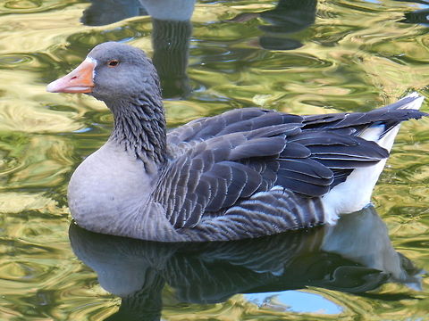 Greater white-fronted goose  Anser albifrons,Geotagged,Greater White-fronted Goose,United States