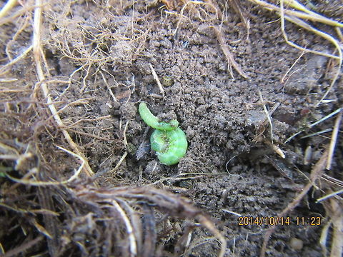 Green caterpillar  Geotagged,United States