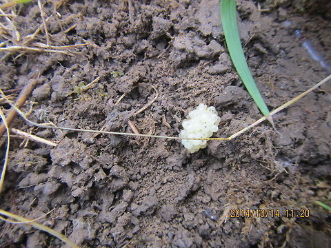 Caviers? Red back salamander eggs  Geotagged,Plethodon cinereus,Red- backed salamander,United States