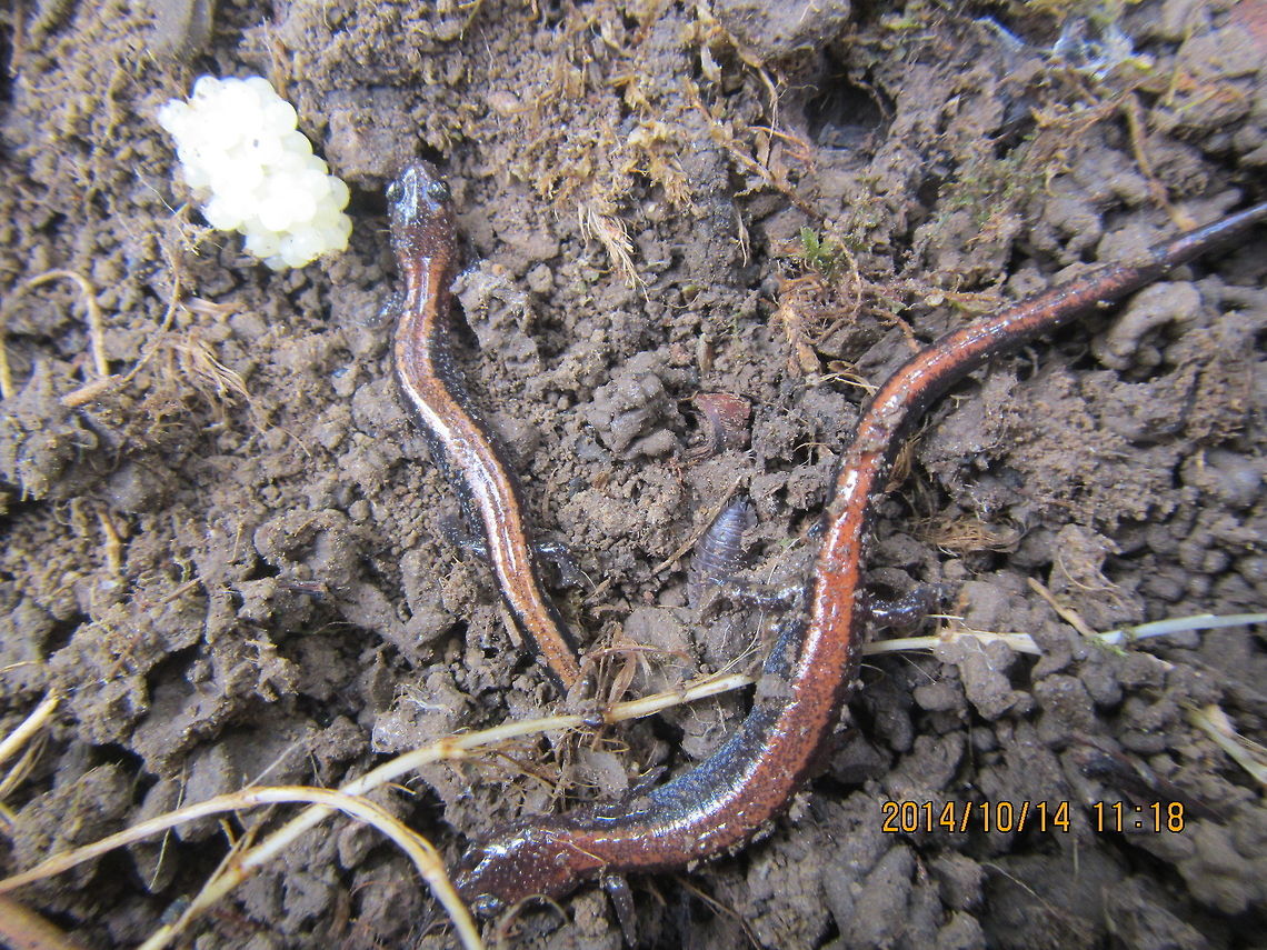 juvenile red-backed salamander  Geotagged,Plethodon cinereus,Red- backed salamander,United States