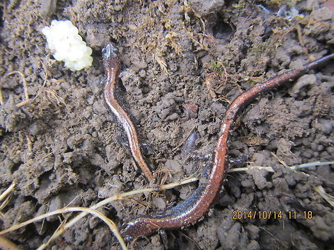 juvenile red-backed salamander  Geotagged,Plethodon cinereus,Red- backed salamander,United States