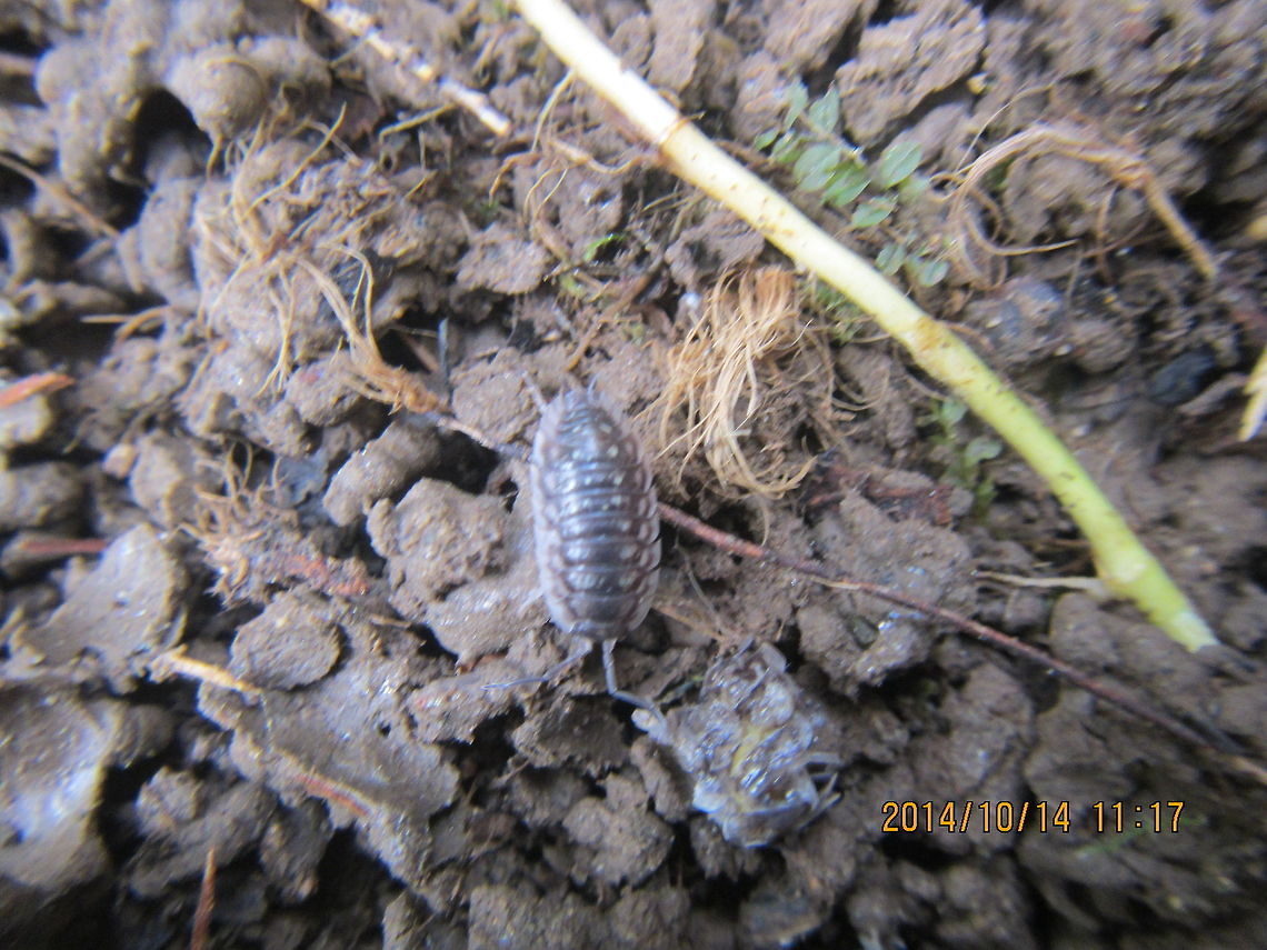 Pill bug  Geotagged,Oniscus asellus,United States