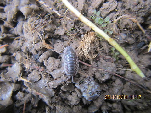 Pill bug  Geotagged,Oniscus asellus,United States