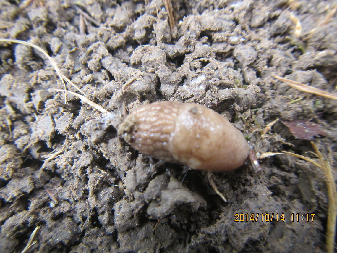 Garden slug  Arion ater,Black slug,Common slug snake,Deroceras reticulatum,Geotagged,Grey Garden Slug,Limax flavus,Pareas monticola,United States,Yellow slug