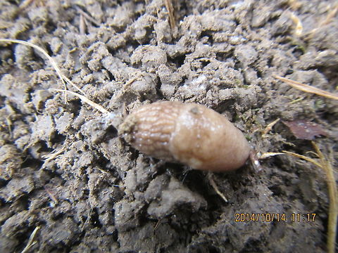 Garden slug  Arion ater,Black slug,Common slug snake,Deroceras reticulatum,Geotagged,Grey Garden Slug,Limax flavus,Pareas monticola,United States,Yellow slug