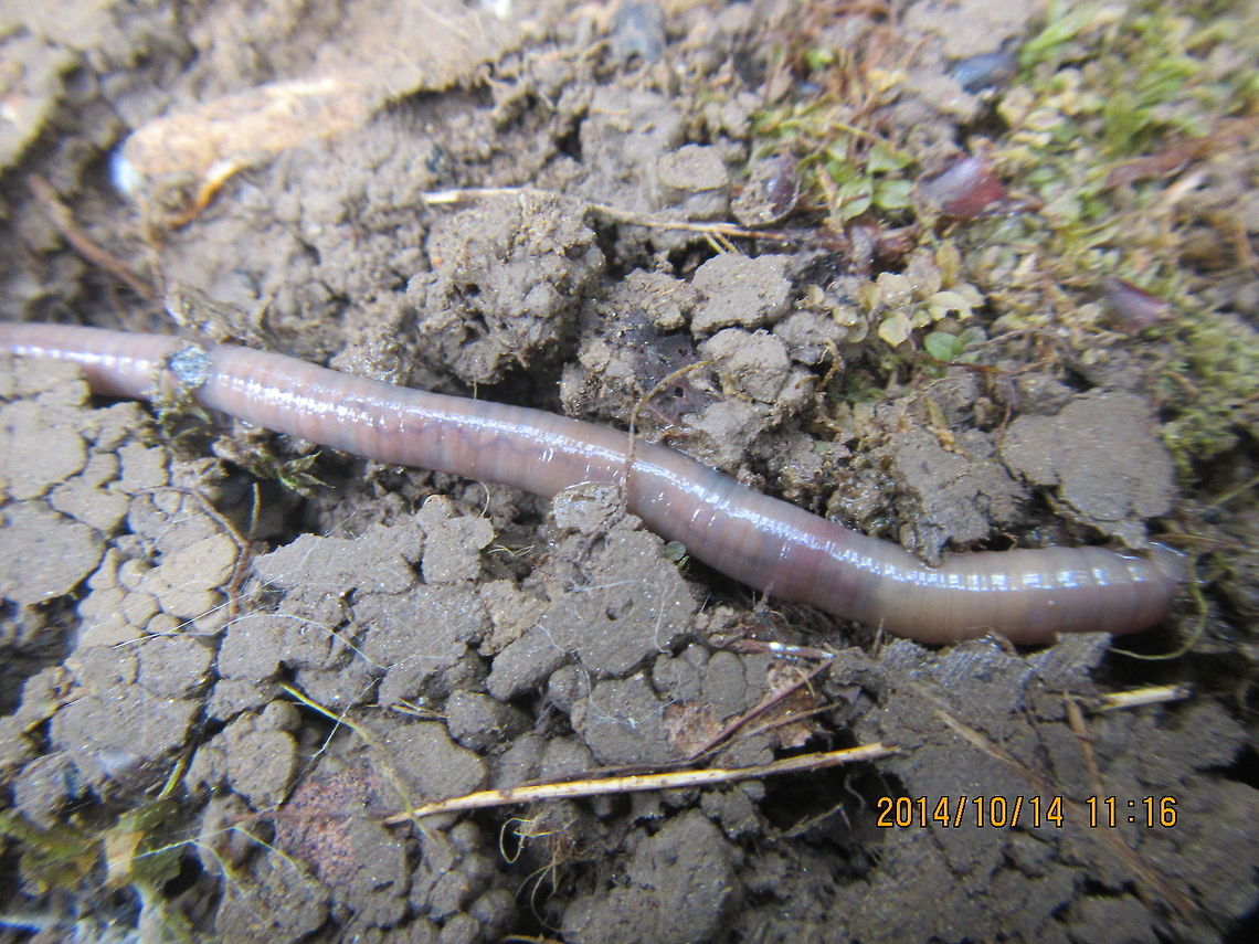 Worm  Lumbricus terrestris