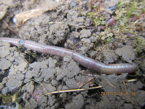 Worm  Lumbricus terrestris