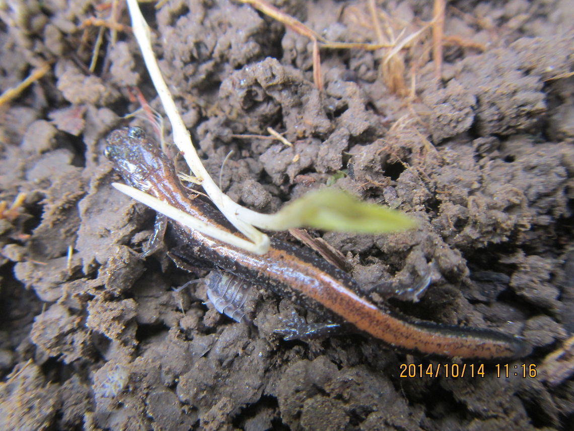 red backed salamander  Geotagged,Plethodon cinereus,Red- backed salamander,United States