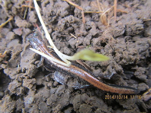red backed salamander  Geotagged,Plethodon cinereus,Red- backed salamander,United States