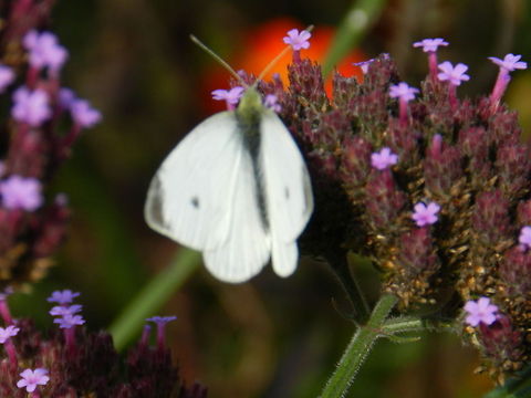 Cabbage White butterfly  Pieris rapae,Small White