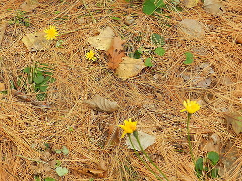 The Midas Touch (Dandelions in a barren field)  Common dandelion,Taraxacum officinale