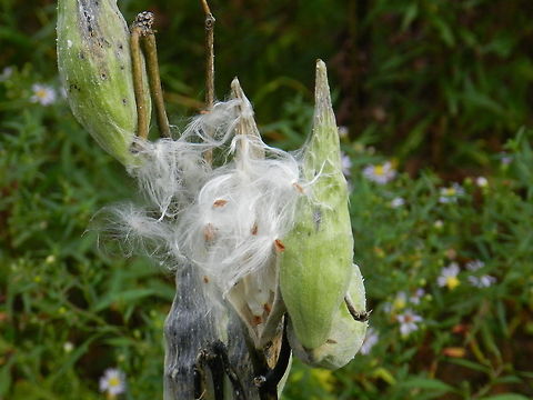 Life begins  Geotagged,United States