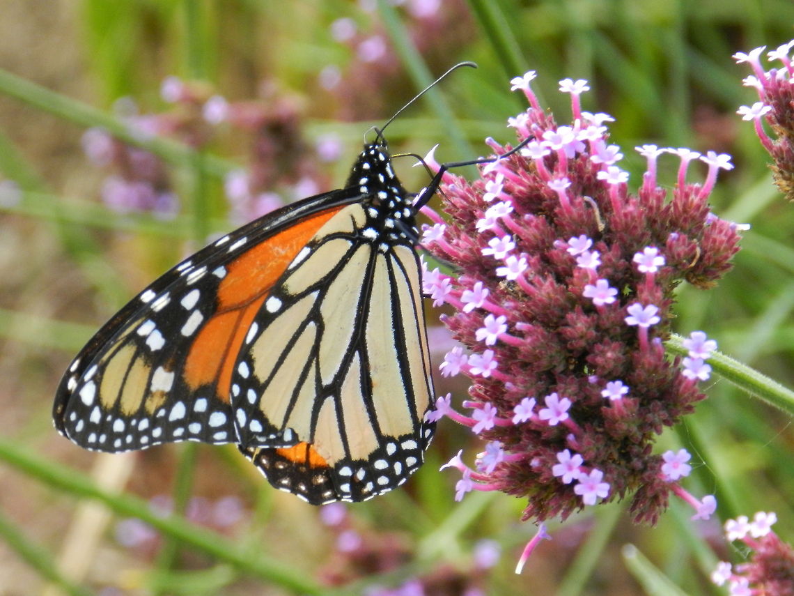 Monarch  Danaus plexippus,Monarch