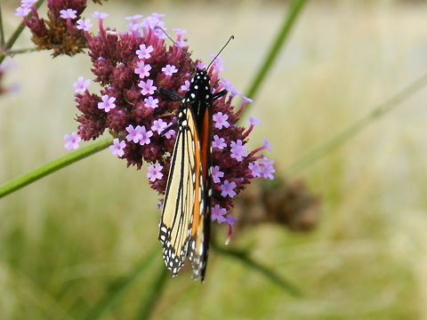 Monarch  Danaus plexippus,Geotagged,Monarch,United States